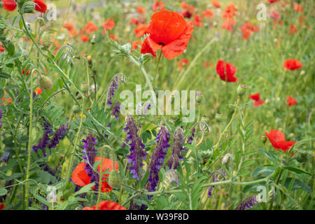 Petite section d'une prairie de fleurs sauvages plantées dans le centre de Glasgow, en Ecosse, avec champ rouge Coquelicot, Papaver rhoeas et violet vesce jargeau, Vicia Banque D'Images