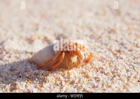 L'ermite dans une coquille blanche faisant l'ermite de choses mignonnes, Limestone bay beach, Anguilla, BWI. Banque D'Images