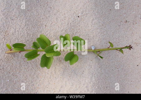 Nouvelle plage (Ipomoea pes-caprae) runner accroissant hors du sable, calcaire Bay, Anguilla, BWI. Banque D'Images