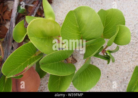 Nouvelle plage (Ipomoea pes-caprae) runner accroissant hors du sable, calcaire Bay, Anguilla, BWI. Banque D'Images