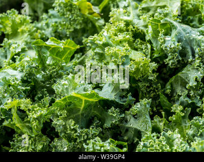 Fraîchement lavés et coupés feuilles de chou prêt pour la cuisson ou salade Banque D'Images