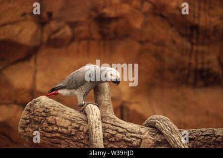 Perroquet gris Psittacus erithacus grimpe sur une pièce de la perche et à l'œil de la caméra. Banque D'Images