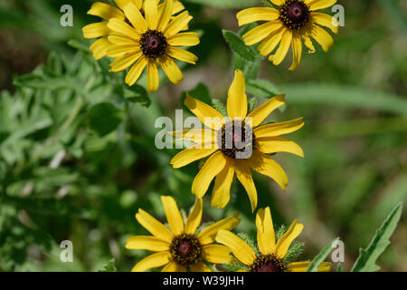 Brown-Eyed Susan Banque D'Images