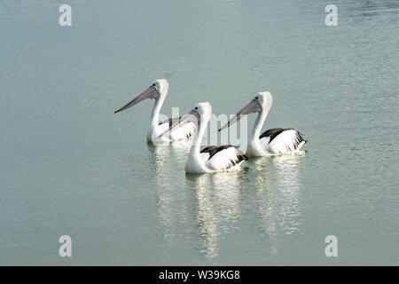 Un trio de pélicans Pelecanus conspicillatus,, sur la rivière Caboolture Beachmere à Queensland. Banque D'Images