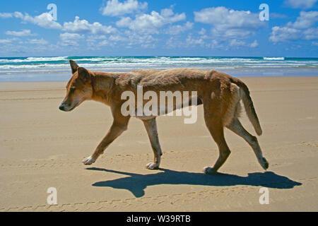 Dingo sur plage de Frazer Island Australie Banque D'Images