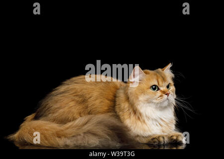 British Cat Red Chinchilla couleur avec queue poils isolés sur fond noir, side view Banque D'Images