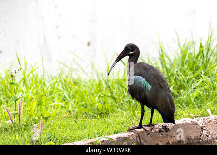 Ibis hagedash Bostrychia hagedash, oiseau, avec le projet de loi depuis longtemps à Kampala, Ouganda, Afrique du Sud Banque D'Images