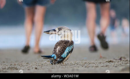 Un kookaburra sur le sable comme les touristes à pied par Four Mile Beach, à Port Douglas North Queensland , Australie. Banque D'Images