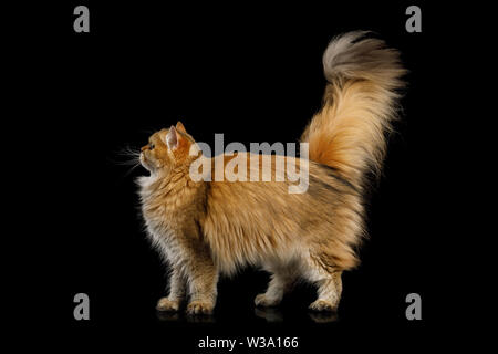 Adorable British Cat Red Chinchilla couleur avec queue poils isolés sur fond noir, side view Banque D'Images