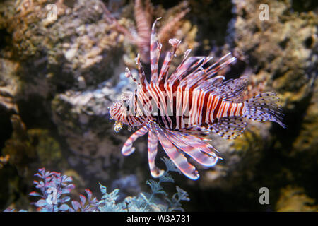 Poisson-papillon rouge en captivité (Pterois volitans), un des poissons de récifs coralliens. Aquarium de rêve à OCT Harbour. Shenzhen, province de Guangdong, en Chine. Banque D'Images