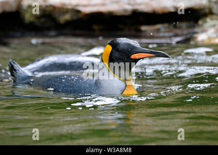 King Penguin Penguin dans l'Enclos au Birdland Park et jardins en Bourton-on-the-water, Gloucestershire, Royaume-Uni Banque D'Images