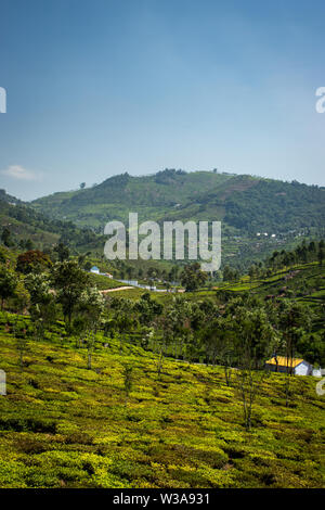 Jardins de thé dans les contreforts de l'ouest de l'Inde à prendre image ghat. Le paysage est étonnant avec les plantations de thé vert dans les lignes. Banque D'Images