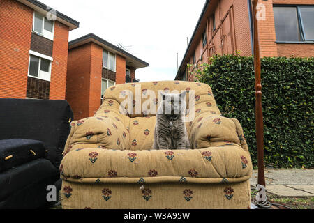 Scènes de Melbourne, un chat est assis sur une chaise qui est dans la rue dans la banlieue de Melbourne en Australie. Banque D'Images