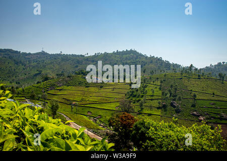 Jardins de thé dans les contreforts de l'ouest de l'Inde à prendre image ghat. Le paysage est étonnant avec les plantations de thé vert dans les lignes. Banque D'Images