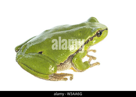 European tree frog (Hyla arborea) isolé sur fond blanc assis - vue latérale Banque D'Images