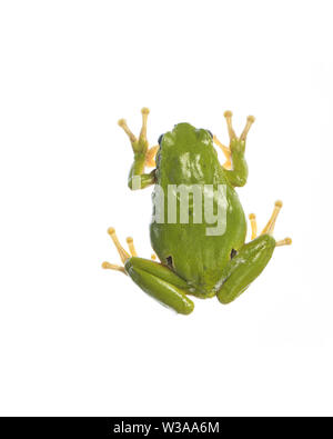 European tree frog (Hyla arborea) assis sur le verre - arrière Banque D'Images