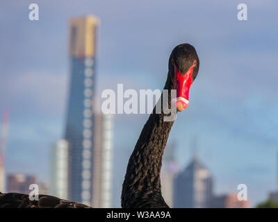 Melbourne, Australie : un long cou de cygne noir et l'horizon de la ville de Melbourne. Banque D'Images