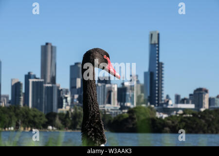 Melbourne, Australie : un long cou de cygne noir et l'horizon de la ville de Melbourne. Banque D'Images