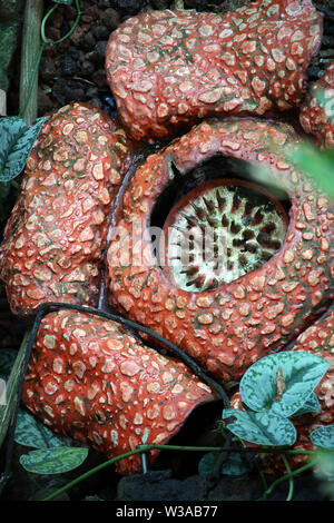 Rafflesia arnoldii plus grande plante à fleurs Banque D'Images