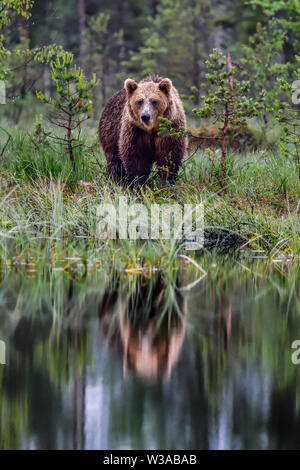 Mâle adulte, l'ours brun, la fin de nuit au visiteur le marais lac dans la forêt. Banque D'Images