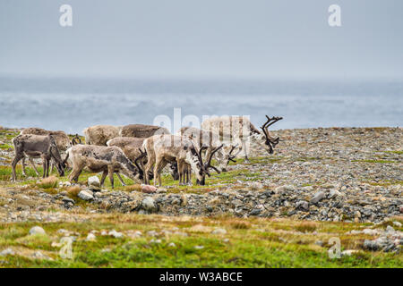 Le pâturage des rennes au bord de la mer de Barents en Norvège. La plus nord-est de placer dans les pays nordiques où vous pouvez voir des rennes. Banque D'Images