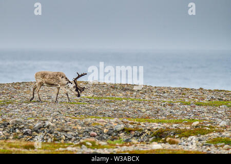 Le pâturage des rennes au bord de la mer de Barents en Norvège. La plus nord-est de placer dans les pays nordiques où vous pouvez voir des rennes. Banque D'Images