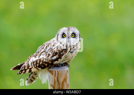 Hibou des marais Banque D'Images