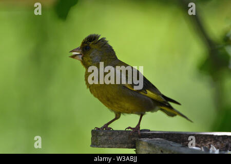Chardonneret jaune vert sur une branche avec le tournesol dans son bec close up Banque D'Images