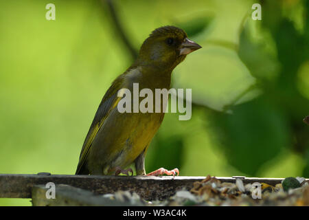 Chardonneret jaune vert sur une branche avec le tournesol dans son bec close up Banque D'Images