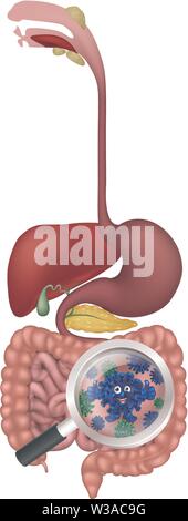 Les bactéries probiotiques la flore intestinale Digestive Cartoon Illustration de Vecteur