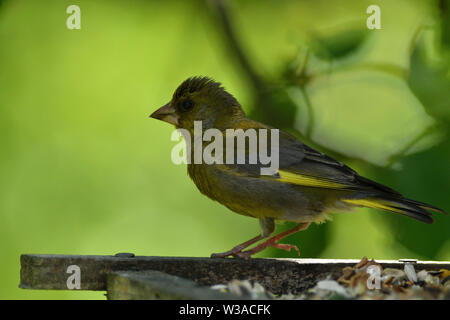 Chardonneret jaune vert sur une branche avec le tournesol dans son bec close up Banque D'Images