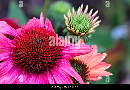 Un cône rose fleur, également connu comme l'échinacée, en pleine floraison. L'échinacée est extrêmement populaire auprès des abeilles et autres pollinisateurs Banque D'Images