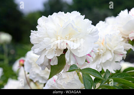 Floraison blanche tendre les pivoines dans le jardin en été. Banque D'Images