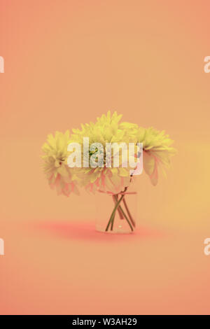 Belles fleurs jaunes sur un abackground orange corail vivant. Banque D'Images