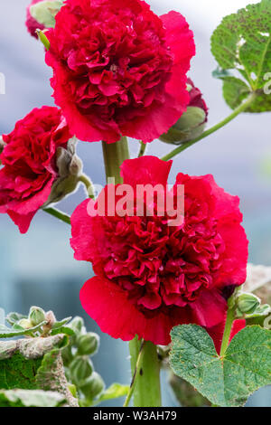 Une double fleur rose trémière rouge. Le mauve est l'un des plus emblématiques de l'anglais traditionnel chalet jardin fleurs Banque D'Images