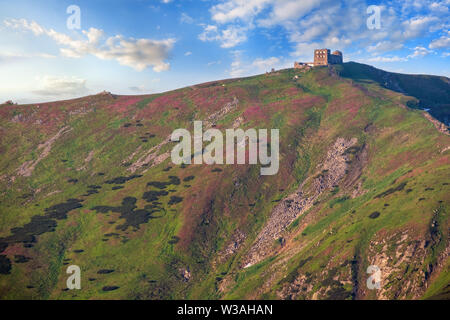 Massif de la Pip Ivan avec les ruines de l'observatoire sur le dessus. Rhododendron rose fleurs sur la montagne d'été, de la pente, des Carpates Chornohora, Ukraine. Banque D'Images