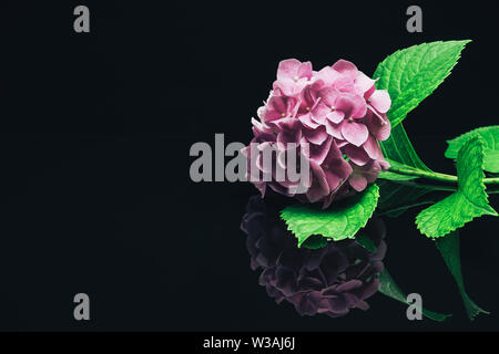 Belle fleur hortensia violet sur un fond noir en verre. Banque D'Images