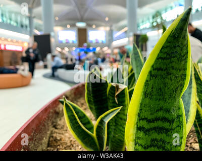 Aire de repos dans un aéroport ou en navette avec arrière-plan flou. Certains se concentrer sur les plantes. Concept de prendre repos à un moderne, vert termin Banque D'Images