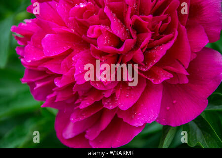 Photo en gros plan de fleur de pivoine rouge dans le jardin, macro fleur dans le parc avec les gouttes d'eau, de fraîcheur après la pluie Banque D'Images