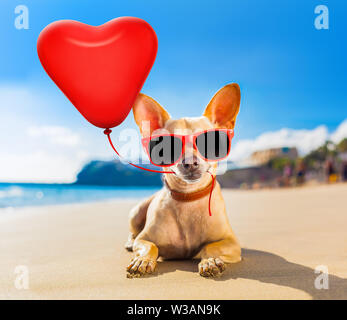 Chien chihuahua à l'ocean shore beach wearing red lunettes drôles en amour avec coeur ballon pour anniversaire ou Valentines Day Banque D'Images