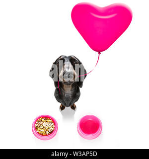 Teckel chien saucisse dans l'amour pour la St Valentin ou d'anniversaire, ballon coeur rouge isolé sur fond blanc Banque D'Images