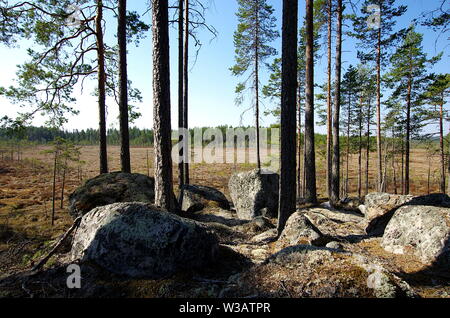 Belle forêt de scènes sur un matin de printemps dans la région de Dalarna, Suède. Banque D'Images