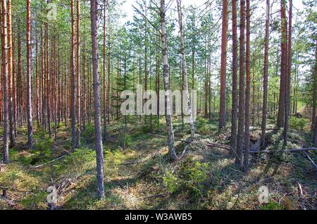 Belle forêt de scènes sur un matin de printemps dans la région de Dalarna, Suède. Banque D'Images