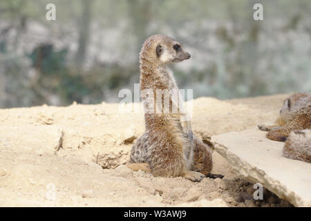 Meerkat ou debout suricate watch Banque D'Images