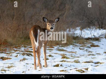 White-tailed deer fawn debout dans une prairie couverte de neige d'automne au Canada Banque D'Images