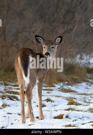 White-tailed deer fawn debout dans une prairie couverte de neige d'automne au Canada Banque D'Images