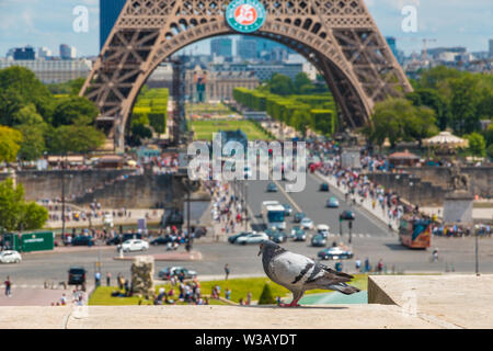 Grande photo en gros plan d'un pigeon (Columba livia domestica) sur un parapet en regardant le jardin du Trocadéro avec la Tour Eiffel... Banque D'Images