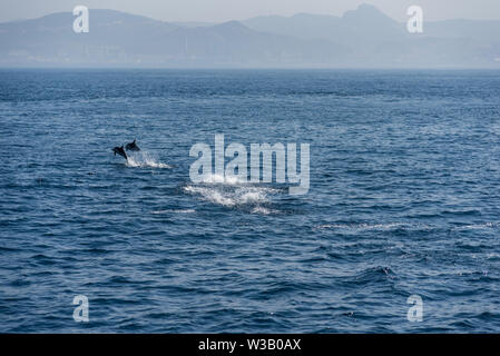 Une multitude de dauphins sautant au-dessus de la mer dans le détroit de Gibraltar Banque D'Images