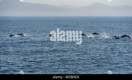 Une multitude de dauphins sautant au-dessus de la mer dans le détroit de Gibraltar Banque D'Images