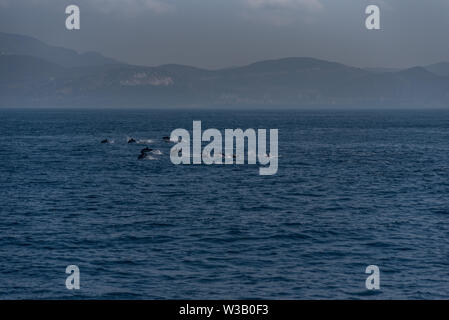 Une multitude de dauphins sautant au-dessus de la mer dans le détroit de Gibraltar Banque D'Images